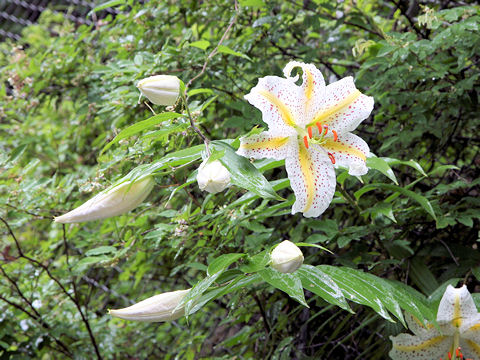 Lilium auratum