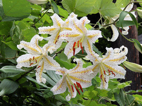 Lilium auratum