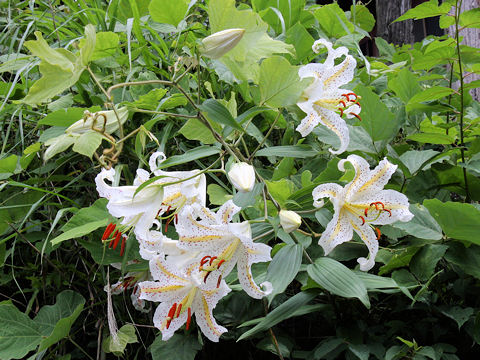 Lilium auratum