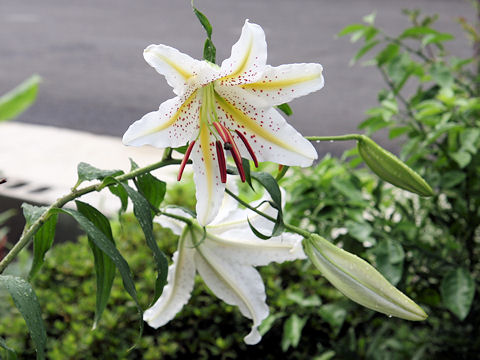 Lilium auratum