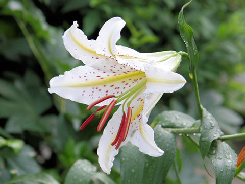 Lilium auratum