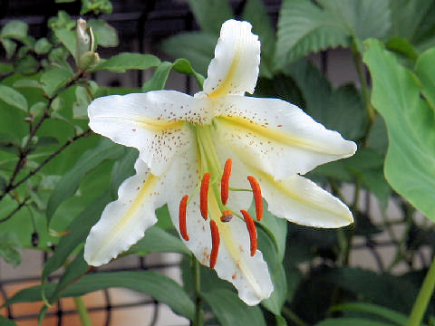 Lilium auratum