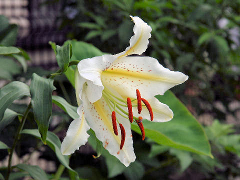 Lilium auratum