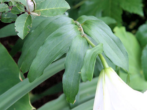 Lilium auratum