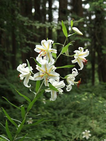 Lilium auratum