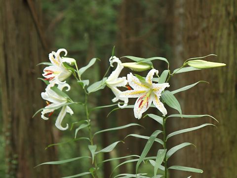 Lilium auratum