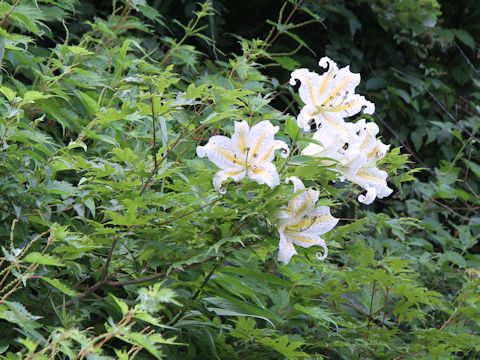 Lilium auratum