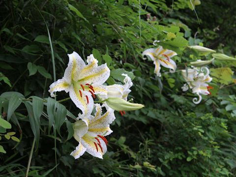 Lilium auratum