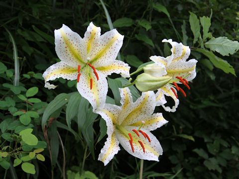 Lilium auratum