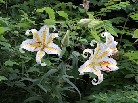 Lilium auratum