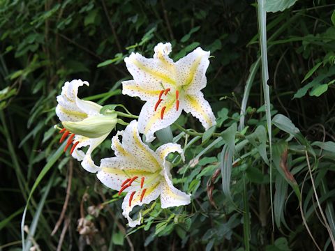 Lilium auratum