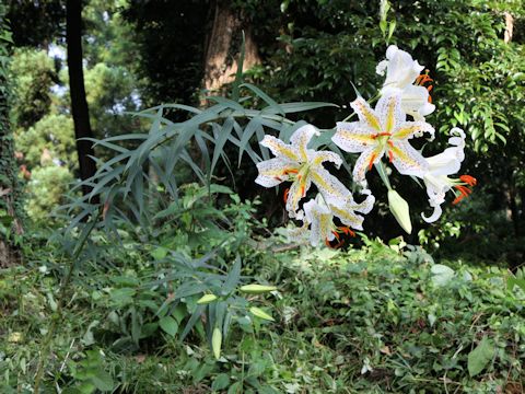 Lilium auratum