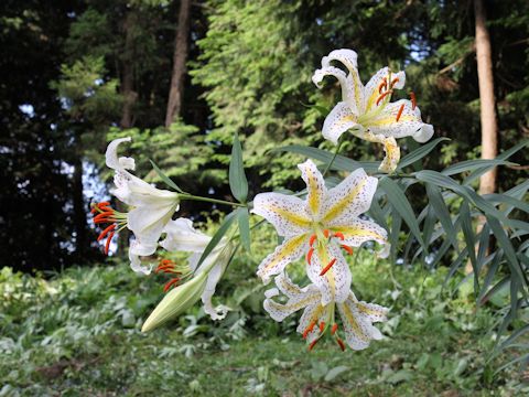 Lilium auratum