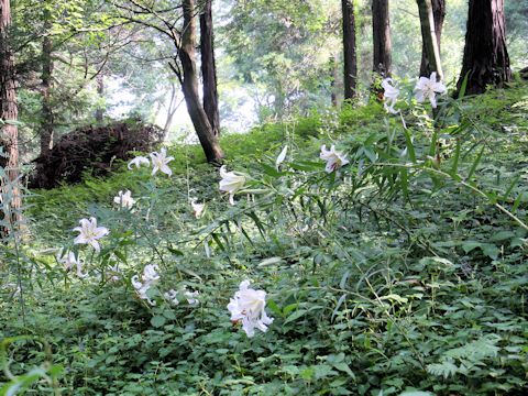 Lilium auratum