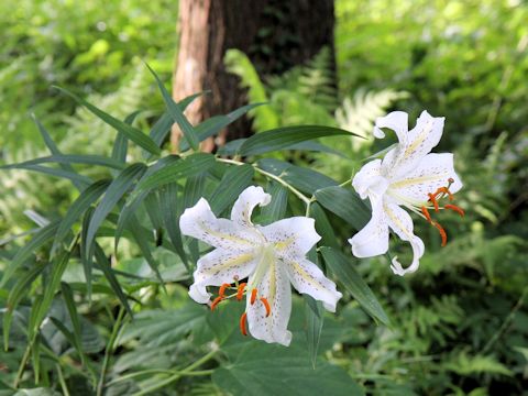 Lilium auratum