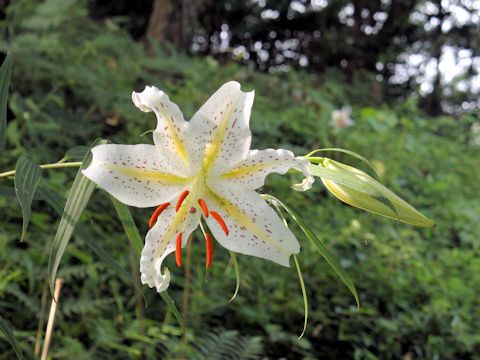 Lilium auratum