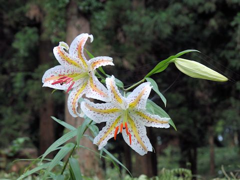 Lilium auratum