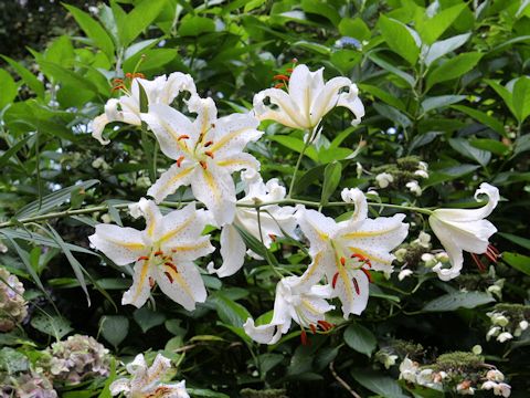 Lilium auratum