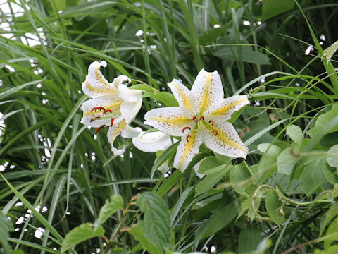 Lilium auratum