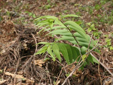 Lilium auratum