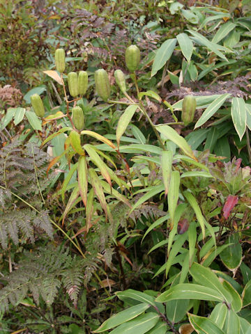 Lilium auratum