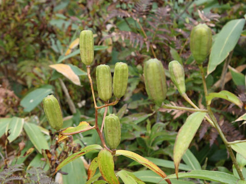 Lilium auratum