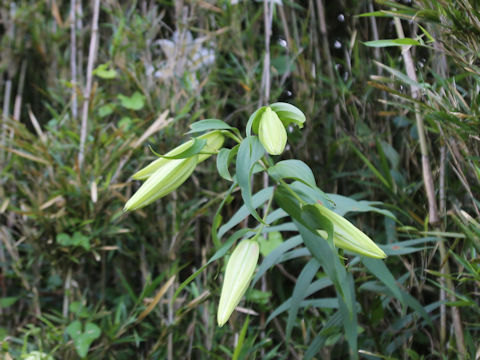 Lilium auratum