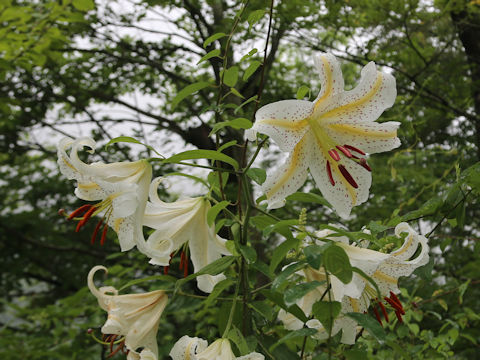 Lilium auratum