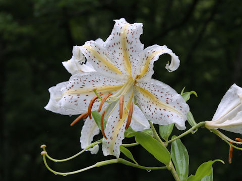 Lilium auratum