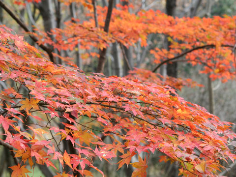 Acer amoenum var. matsumurae