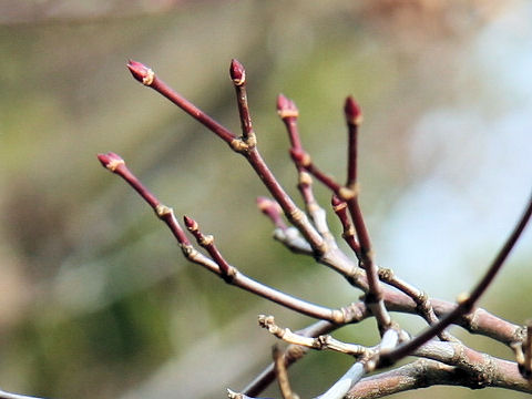 Acer amoenum var. matsumurae