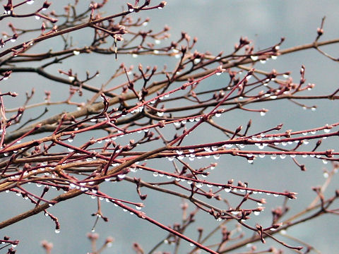 Acer amoenum var. matsumurae