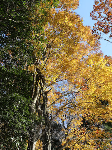 Acer amoenum var. matsumurae