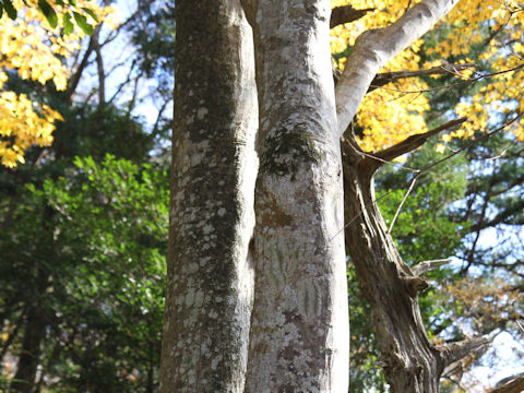 Acer amoenum var. matsumurae