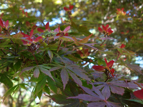 Acer amoenum var. matsumurae