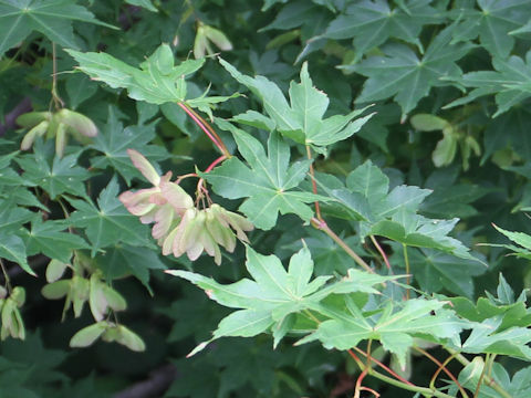 Acer amoenum var. matsumurae