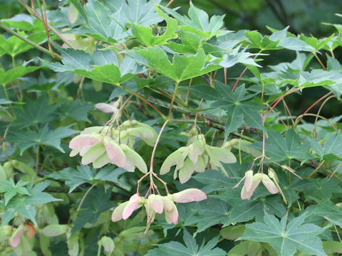 Acer amoenum var. matsumurae