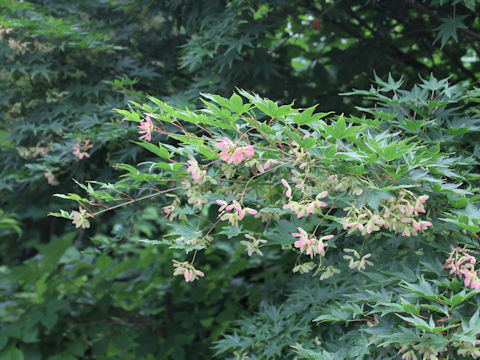 Acer amoenum var. matsumurae