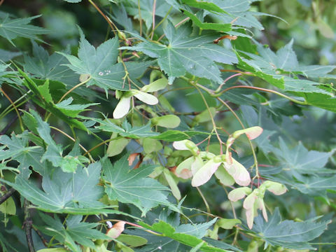 Acer amoenum var. matsumurae