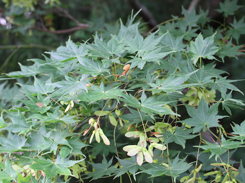 Acer amoenum var. matsumurae