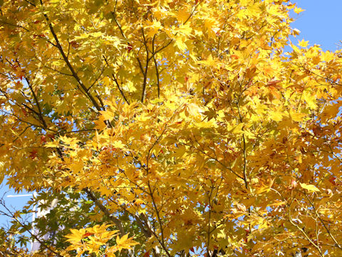 Acer amoenum var. matsumurae