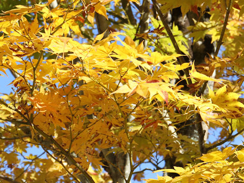 Acer amoenum var. matsumurae