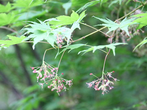 Acer amoenum var. matsumurae