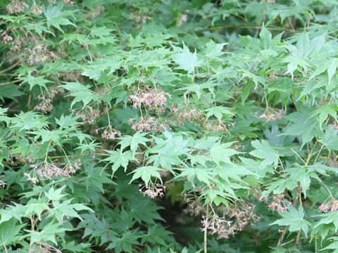 Acer amoenum var. matsumurae