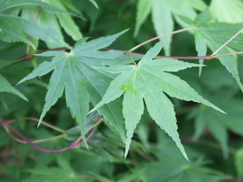 Acer amoenum var. matsumurae