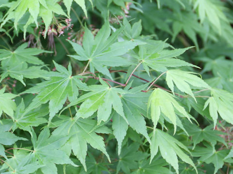 Acer amoenum var. matsumurae