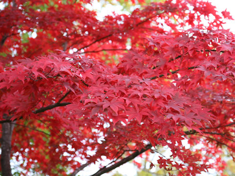 Acer amoenum var. matsumurae