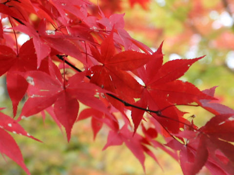 Acer amoenum var. matsumurae