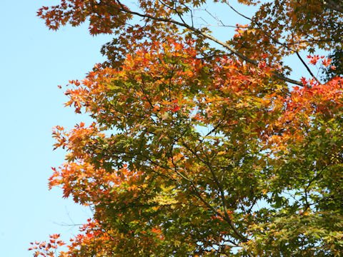 Acer amoenum var. matsumurae