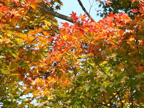 Acer amoenum var. matsumurae